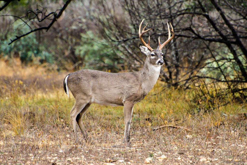 It&rsquo;s Buck Fever Time!!!